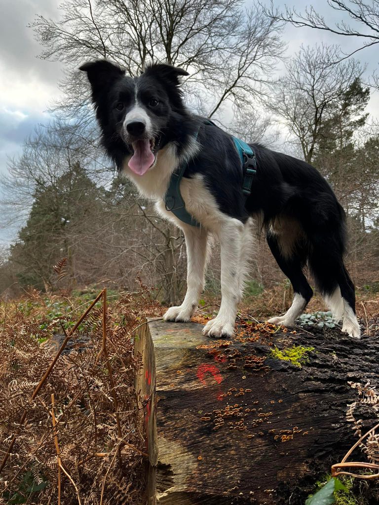 Publication : de la Vallée du Phoenix