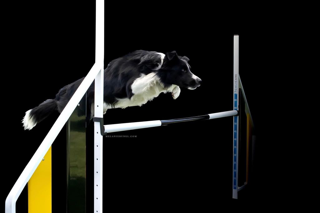 Publication : de la Vallée du Phoenix