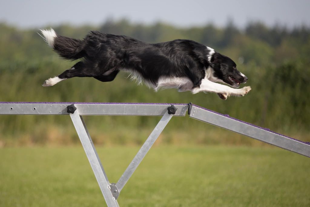 Publication : de la Vallée du Phoenix
