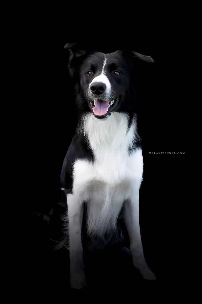 Publication : de la Vallée du Phoenix