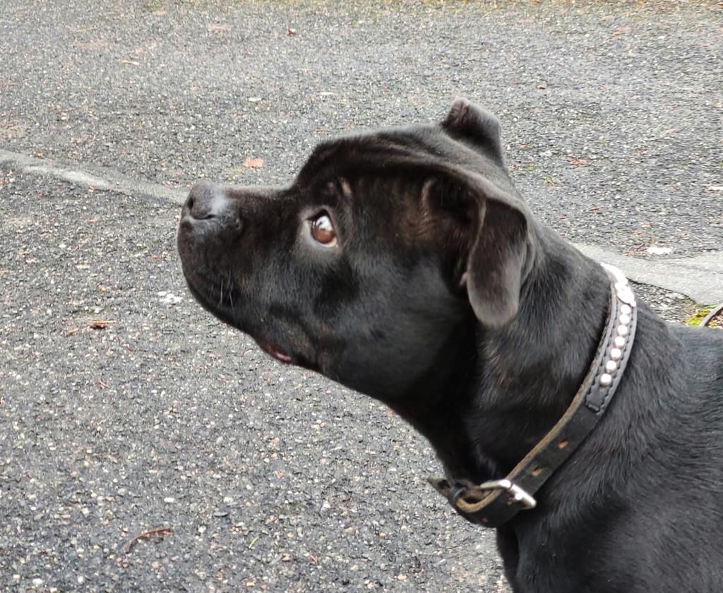 Tricastaff Making trouble