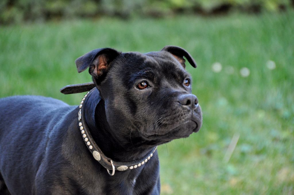 Tricastaff In the limelight