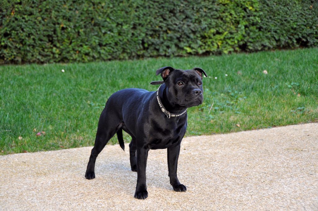 Tricastaff In the limelight