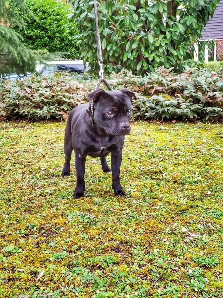 Tricastaff Making trouble