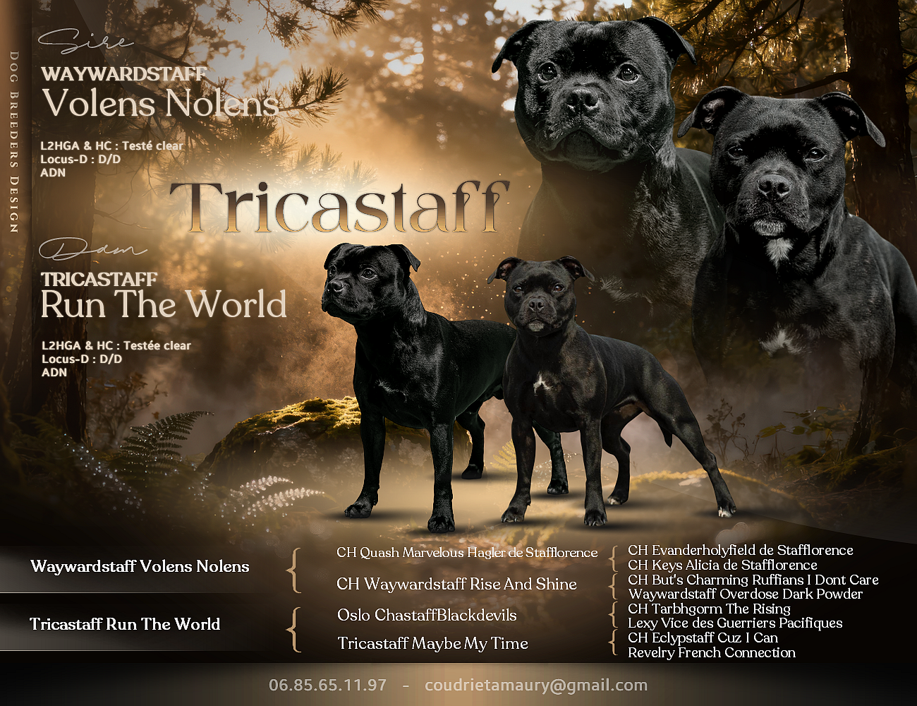 Mâle 1 - Staffordshire Bull Terrier