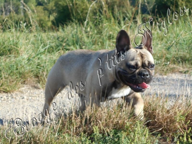 Publication : Des P'tits Niglos Auteur : Des p'tits niglos