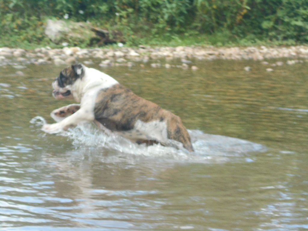 Publication : Des P'tits Niglos Auteur : des p'tits niglos