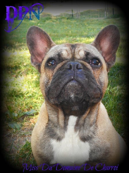 Publication : Des P'tits Niglos Auteur : Des p'tits niglos