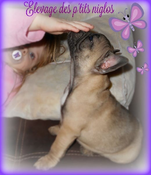 Publication : Des P'tits Niglos Auteur : Des p'tits niglos