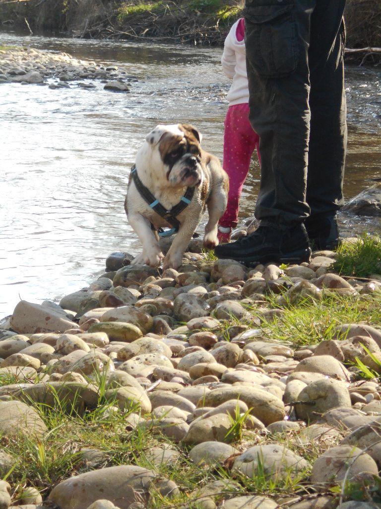 Publication : Des P'tits Niglos Auteur : des p'tits niglos