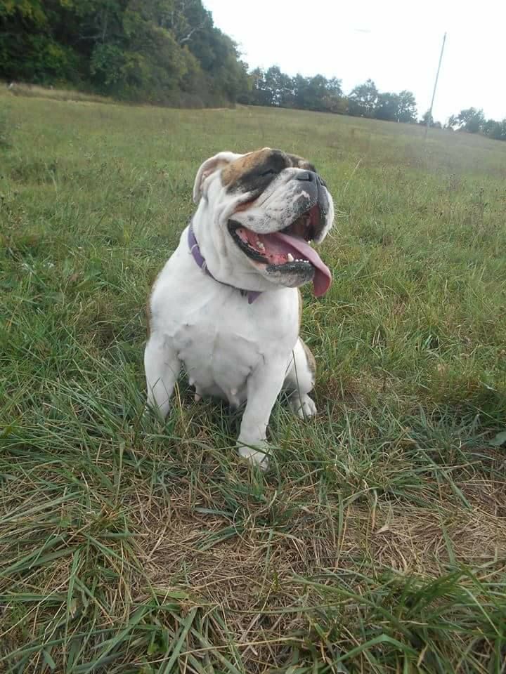 Publication : Des P'tits Niglos Auteur : des p'tits niglos