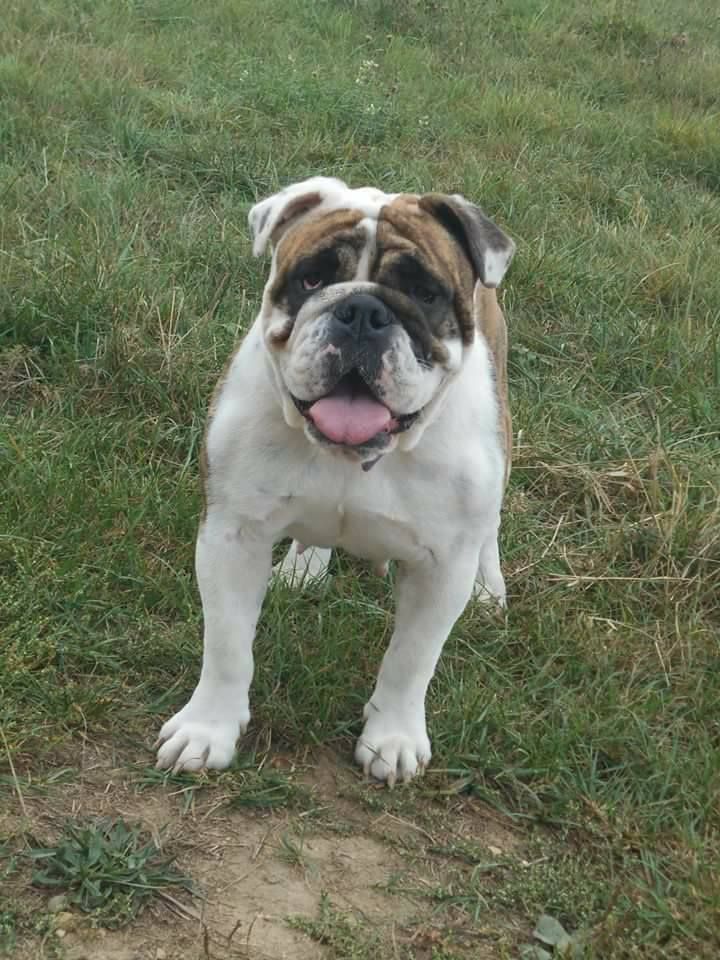 Publication : Des P'tits Niglos Auteur : des p'tits niglos