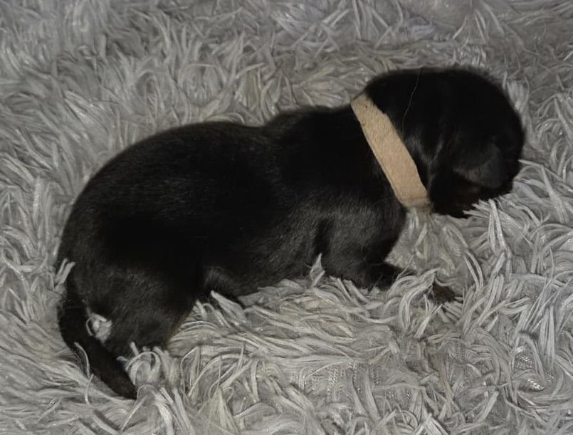 COLLIER BLANC - Hovawart