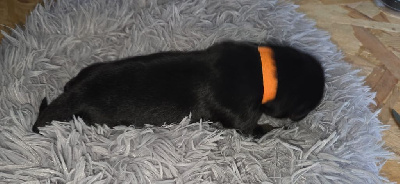 Les chiots de Hovawart