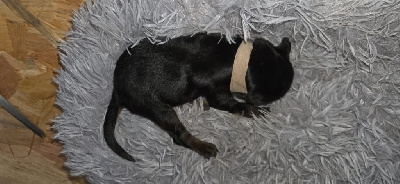 Les chiots de Hovawart