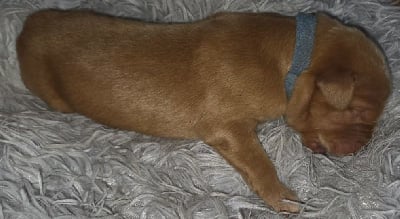 Les chiots de Hovawart