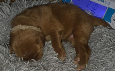 Les chiots de Hovawart