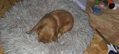 Les chiots de Hovawart