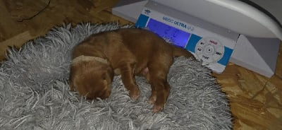 Les chiots de Hovawart