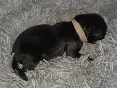 Les chiots de Hovawart