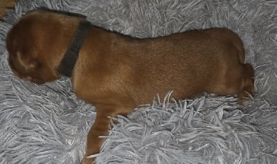 Les chiots de Hovawart