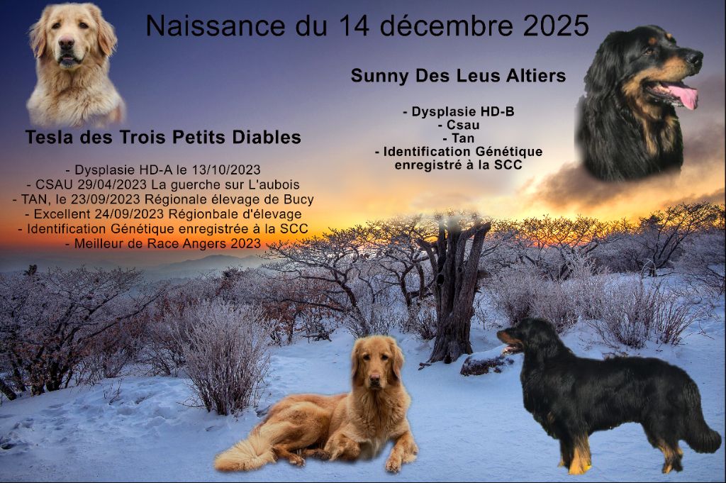 Hovawart - de la torterie