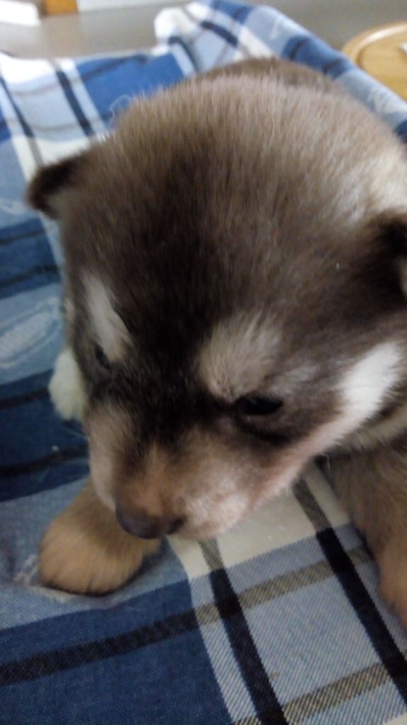 CHIOT - Siberian Husky