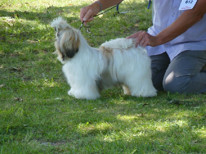 Hanouck du lac de Cupidon - tres prometteur