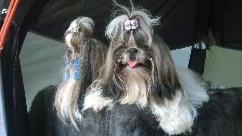 Hanouck du lac de Cupidon - 1 ex meilleur jeune et sexe opposé