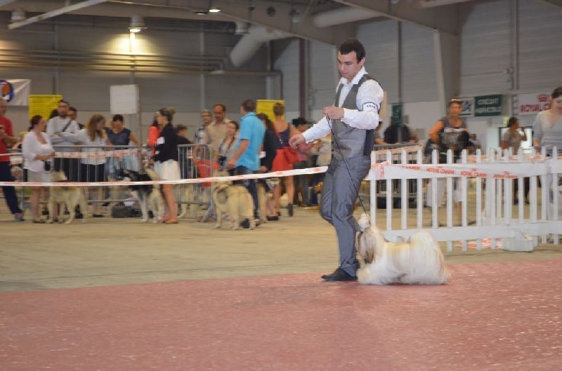 Hanouck du lac de Cupidon - 2 EXC