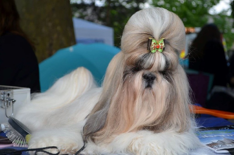 Hanouck du lac de Cupidon - 1EXC CACS classe ouverte meilleur de sexe opposer
