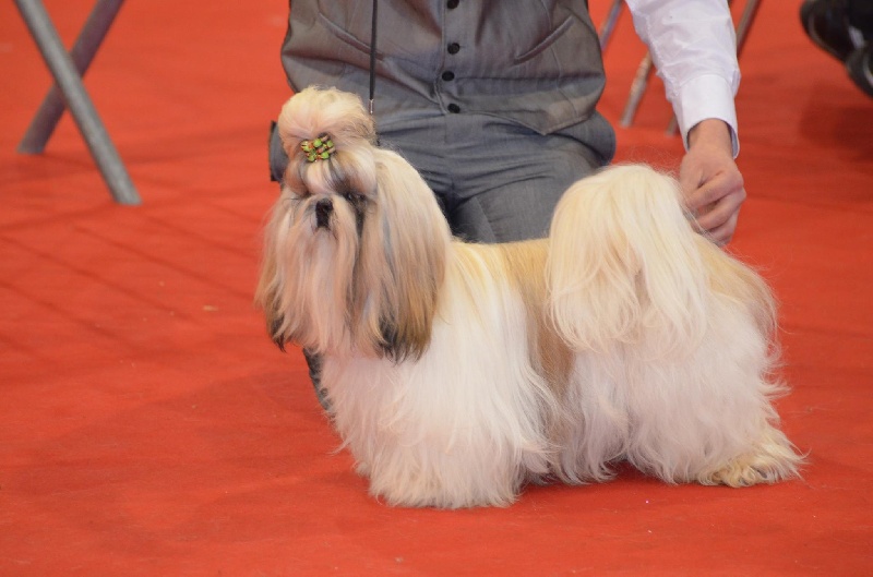Hanouck du lac de Cupidon - classe jeune 1exc et meilleur jeune