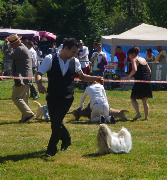Hanouck du lac de Cupidon - 1 EXC CACS MEILLEUR DE RACE
