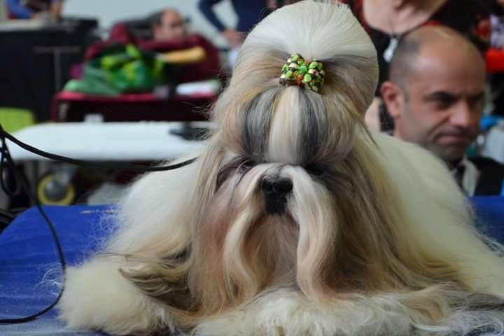 Hanouck du lac de Cupidon - 1EXC CACS CACIB classe ouverte