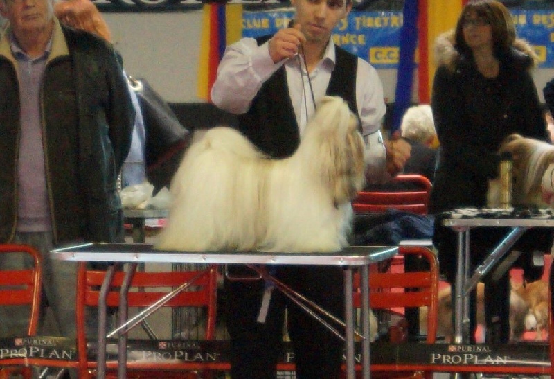 Hanouck du lac de Cupidon - exc classe ouverte TAN10/10