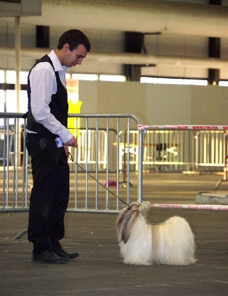 Hanouck du lac de Cupidon - 1 exc classe ouverte cacs cacib meilleur de race