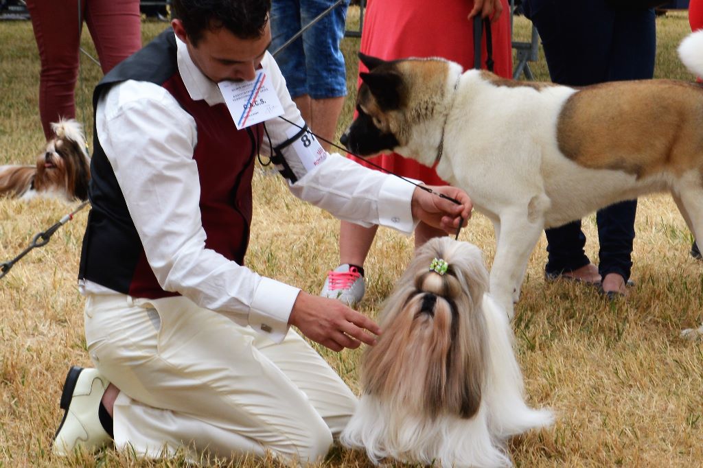 Hanouck du lac de Cupidon - 1 EX cacs rcacib