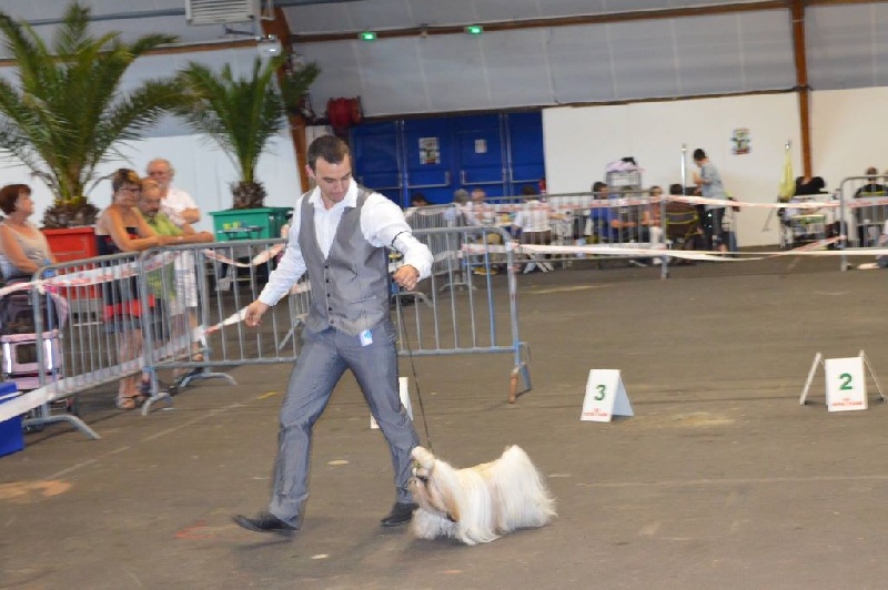 Hanouck du lac de Cupidon - 1 exc en classe inter cacs cacib