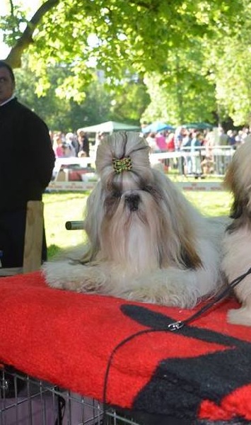 Hanouck du lac de Cupidon - 1 exc en classe inter RCACS