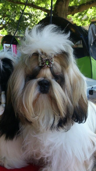 Hanouck du lac de Cupidon - tres prometteur