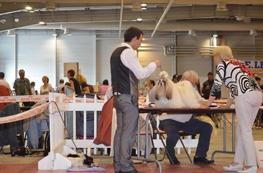 Hanouck du lac de Cupidon - 1exc classe inter cacs rcacib