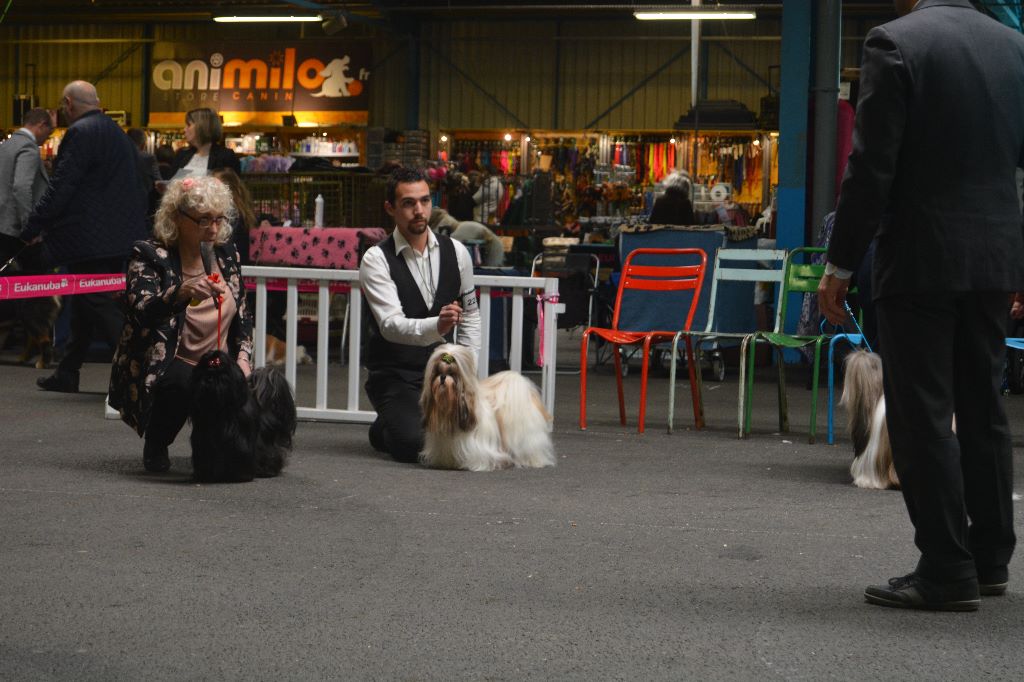 Hanouck du lac de Cupidon - 1 ex classe ouverte