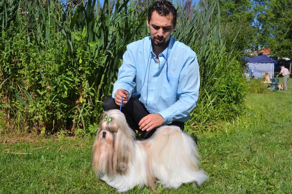 Hanouck du lac de Cupidon - 1 ex cacs meilleur de race