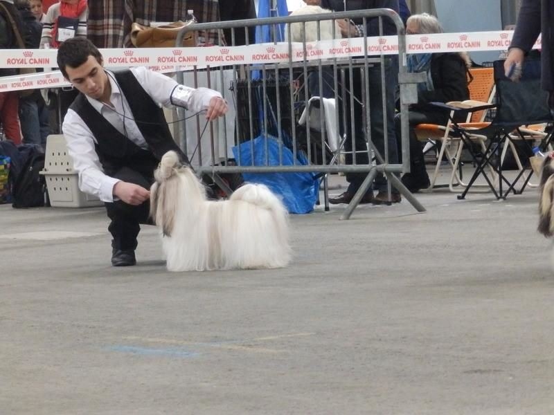 Hanouck du lac de Cupidon - 3exc classe ouverte