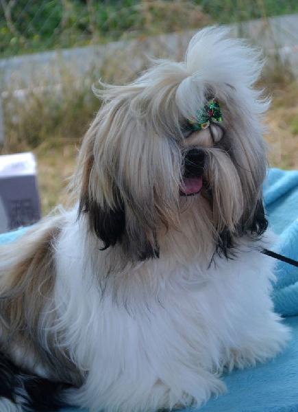 Hanouck du lac de Cupidon - tres prometteur