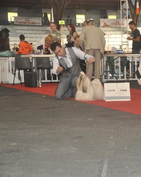 Hanouck du lac de Cupidon - 1exc classe inter CACS CACIB