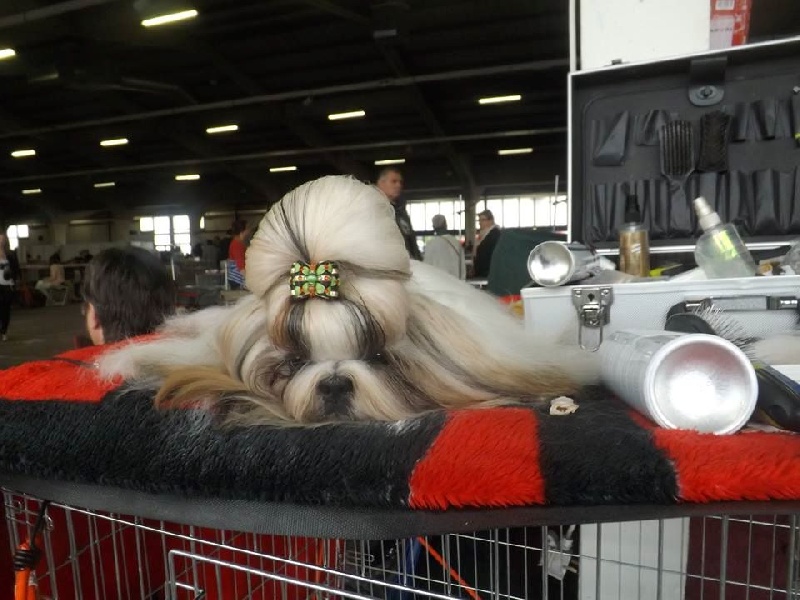 Hanouck du lac de Cupidon - 1exc classe inter rcacs rcacib