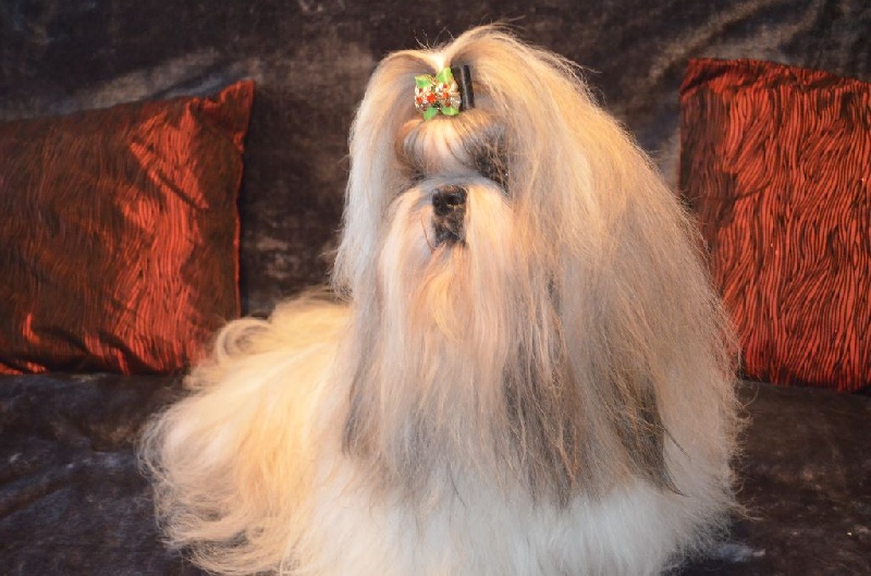 Hanouck du lac de Cupidon - 1 EX cacs