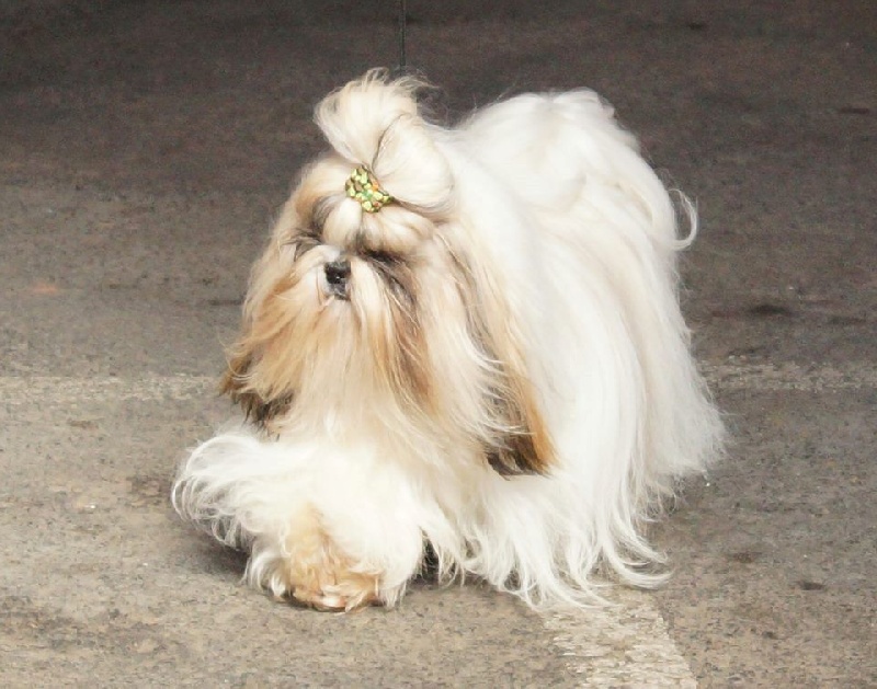 Hanouck du lac de Cupidon - 1exc classe inter cacs rcacib