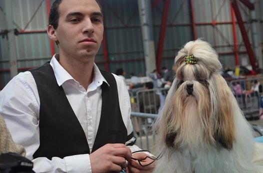 Hanouck du lac de Cupidon - 1exc classe jeune et meilleur jeune